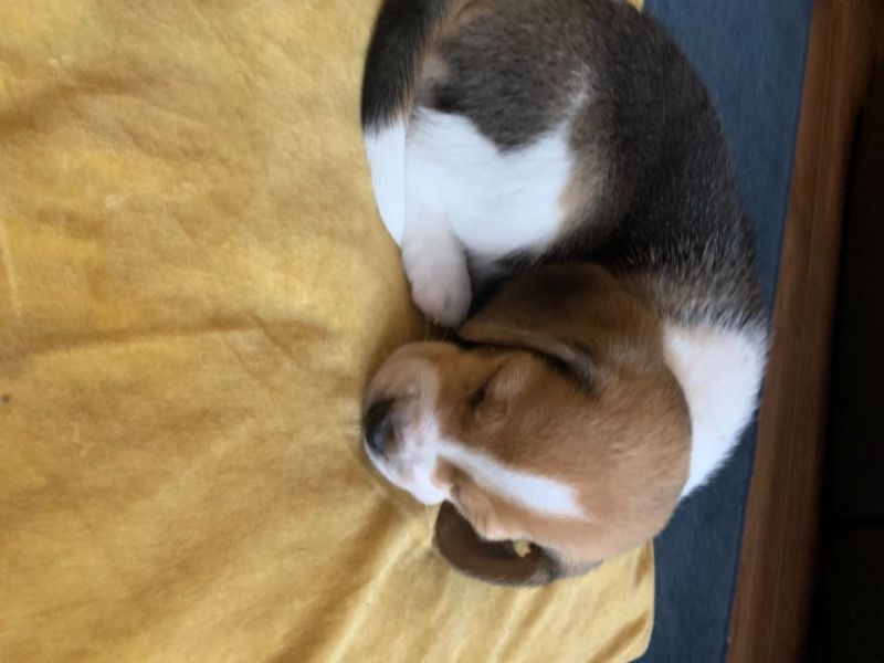 safkan secere belgeli elizabet beagle yavruları