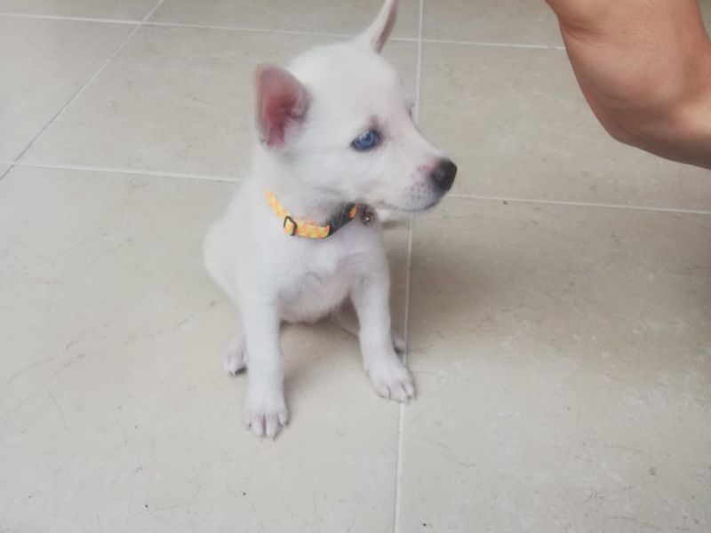 2 aylık kar beyazı husky