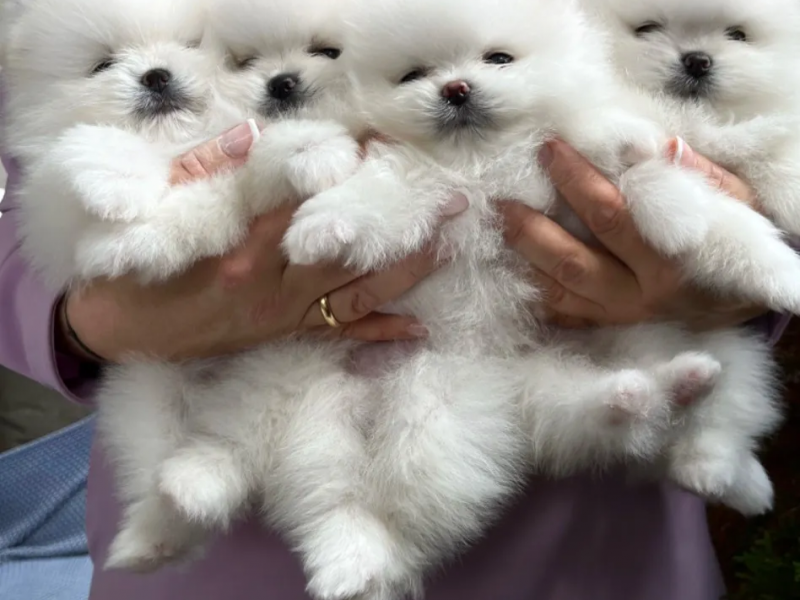 Mini Pomeranian yavruları