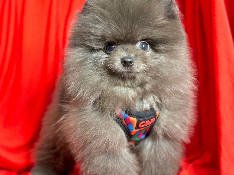 Safkan Ayıcık Surat Pomeranian Boo Yavrularımız