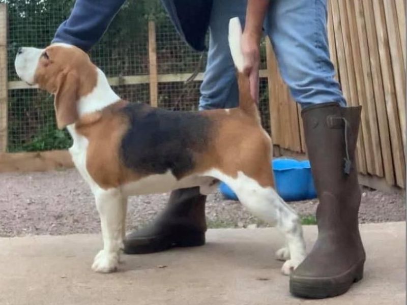 safkan secere belgeli elizabet beagle yavruları