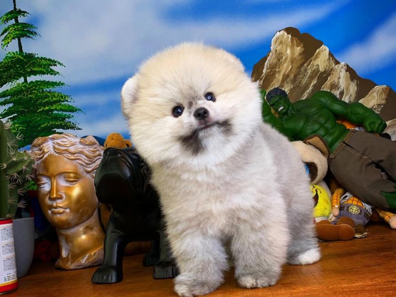 En sevimli güzel oyuncu benim diyen Pomeranian Boo yavrumuz 