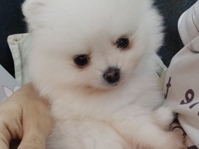 Teddy Face Boo Pomeranian Yavru Dişi Tüm Malzemeleri Mevcut
