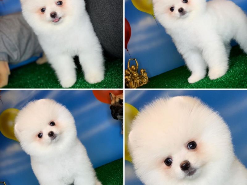 Kar beyaz Pomeranian Boo yavrularımız için bizimle iletişime geçebilirsiniz 