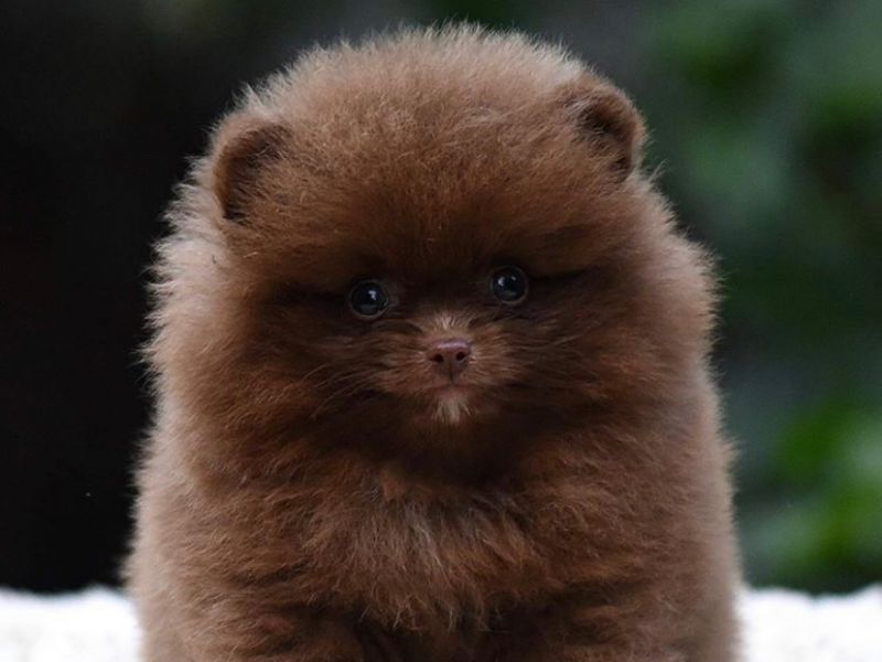 En İyisini Arayanlara Şecereli Brown Pomeranian Boo Yavrularimiz
