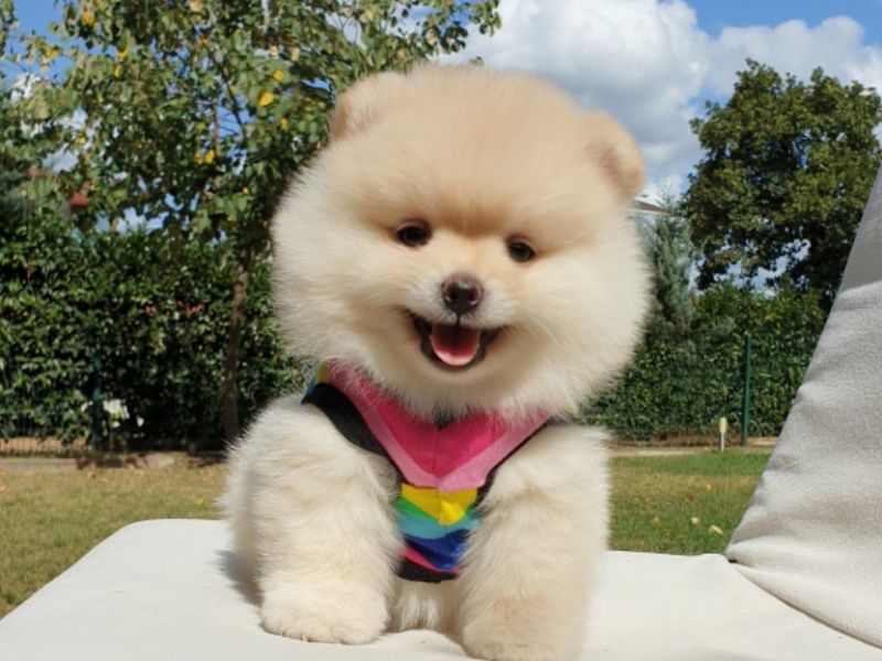 Satılık Pomeranian Boo Teddy Bear Yavr