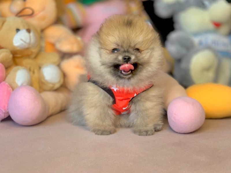 Irk Garantili Ayıcık Surat Boo Pomeranian Yavrular 