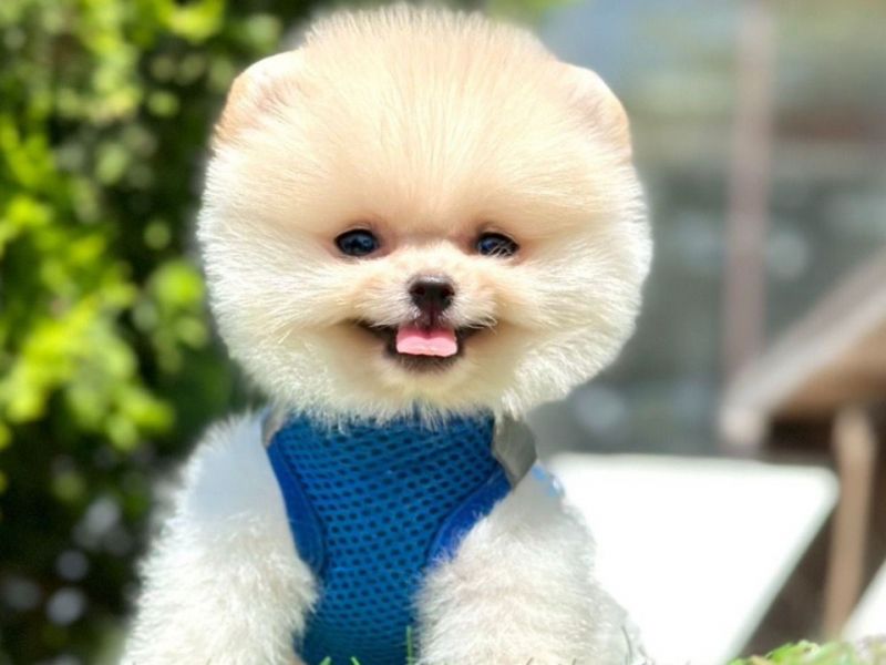 Safkan Pomeranian Mini Boo Yavrularımı